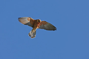 Female red-footed falcon, Falco Vespertinus, in flight clutching its prey