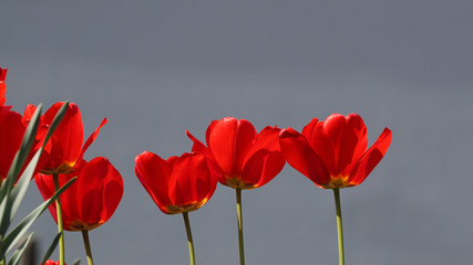 Row of red tulips against a grey background summer theme