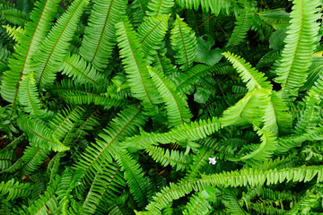 Fern leaf. Fern leaves foliage in the forest