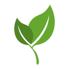 leafs plant ecology icon vector illustration design