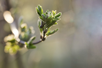 Spring time - blossoming green buds on branches, horizontal