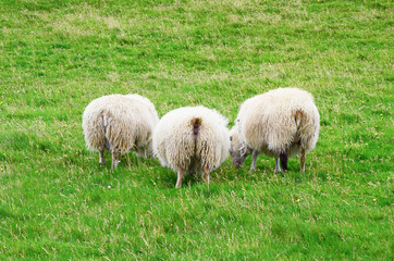 Three Sheeps from behind