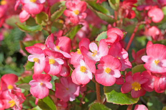 Eisbegonien, Semperflorens-Begonien