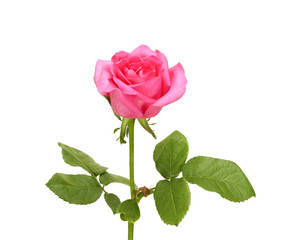Beautiful pink rose and leaves isolated on white background