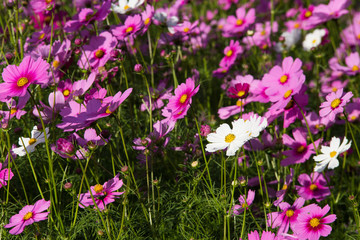 Obraz na płótnie Canvas Beautiful pink flowers in the garden