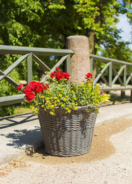 Decorative basket with geranium flowers