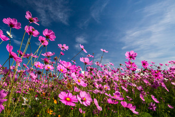 Obraz na płótnie Canvas Beautiful pink flowers and Blue sky