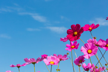 Beautiful pink flowers and Blue sky