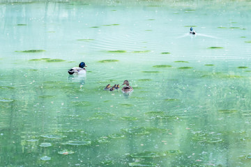Duck family swimming on a turquoise lake 