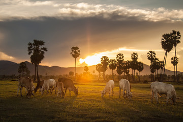 Cattle pasture and  sugar palm rural Thailand.