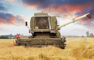 Fototapeta premium Combine harvester in Wheat field.