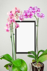 tableau blanc bordure noire sous orchidées 