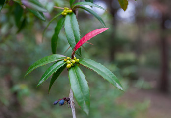 Красивые зеленые листья с красным листом и цветами посередине