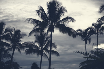 Fototapeta premium Palm trees silhouettes on the beach on a cloudy day.