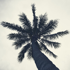 Fototapeta na wymiar Palm trees silhouettes on the beach on a cloudy day.
