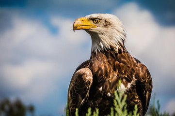 eagle