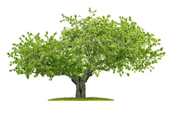 Alter Kirschbaum vor einem weißen Hintergrund