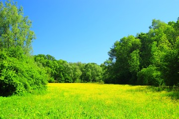 Beautiful landscape, yellow flowers on meadow, green forest and blue sky 