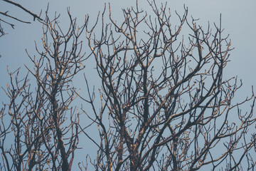 Image of  dead branches and sun in the cloud.
