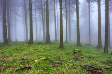 Spring spruce forest