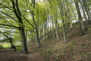 Fototapeta na wymiar Springtime Danish beech forest