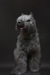 Riesenschnauzer  breed dog on a dark background