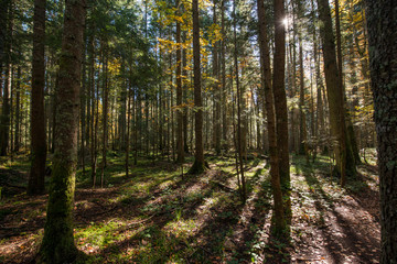 Fototapeta na wymiar Beautiful morning in misty autumn forest with sun rays