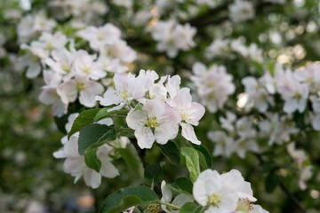 Spring tree flowering. Slovakia