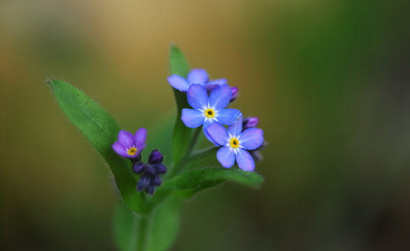 piękne kwiaty - niezapominajki