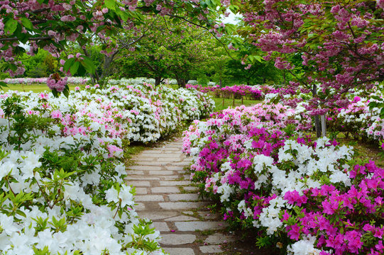 Peaceful stone walking path in a garden of spring azalea flowers and plum blossoms