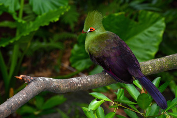 Guinea turaco sitting on a branch, also known by its scientific name Tauraco persa