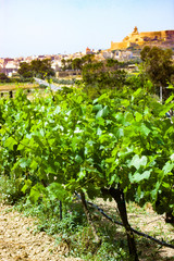 Fototapeta na wymiar Weinstöcke auf Gozo mit Citadelle von Victoria im Hintergrund