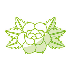 rose flower tattoo icon vector illustration design