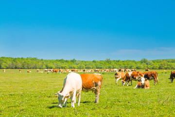 Naklejka na ściany i meble Cows and calf on farm in nature park Lonjsko polje, Croatia