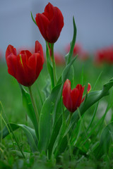 Obraz premium Amazing tulip.
