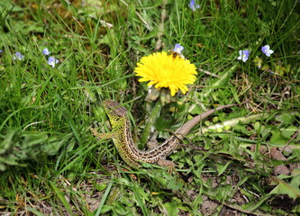 Lizard in the meadow