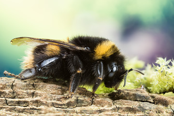 Focus Stacking - Buff-tailed Bumblebee, Bumblebee, Dumbledor, Dumbledore