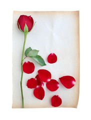 Red roses flower and petals on old brown paper against white background.
