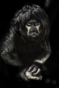 Singe