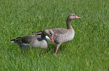 pair of geese in green grass