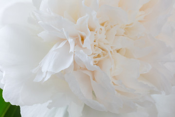 Floral background of light tones. Peony bud close