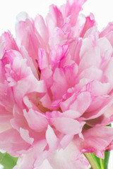Floral background of pink tones in blur. Peony bud close