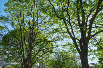 Trees in an urban park 1