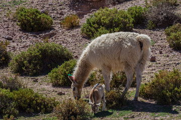 Lama in Chile © CMP