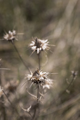 Image of a dry brown thistle with defocused background
