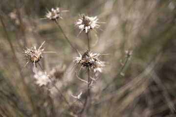 Image of a dry brown thistle with defocused background
