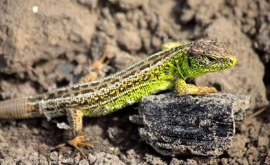 Lizard