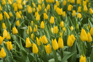 Beautiful yellow tulips blooming in the garden. Plenty of yellow flower background. Spring festive greeting card, floral background. Selective focus