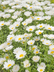 Beautiful white daisy flower background. Bright chamomiles , camomiles meadow. Summer in the garden. Selective focus