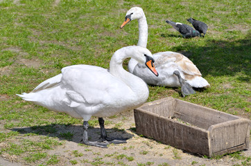 White swans rest on grass and eat from the feeder